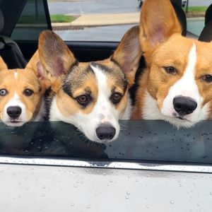 Please read before purchasing!